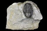Detailed Gerastos Trilobite Fossil - Morocco #141683-1